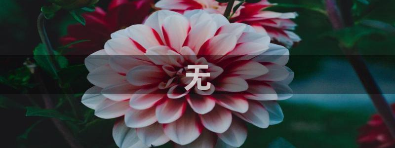 韩国午夜观看片